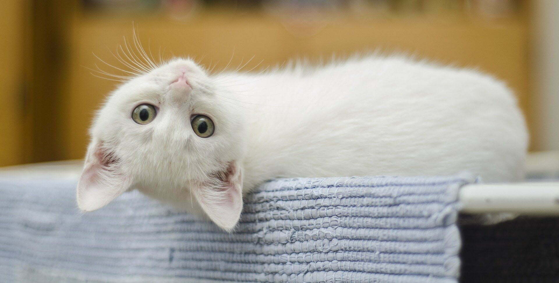 Upside down white kitten.