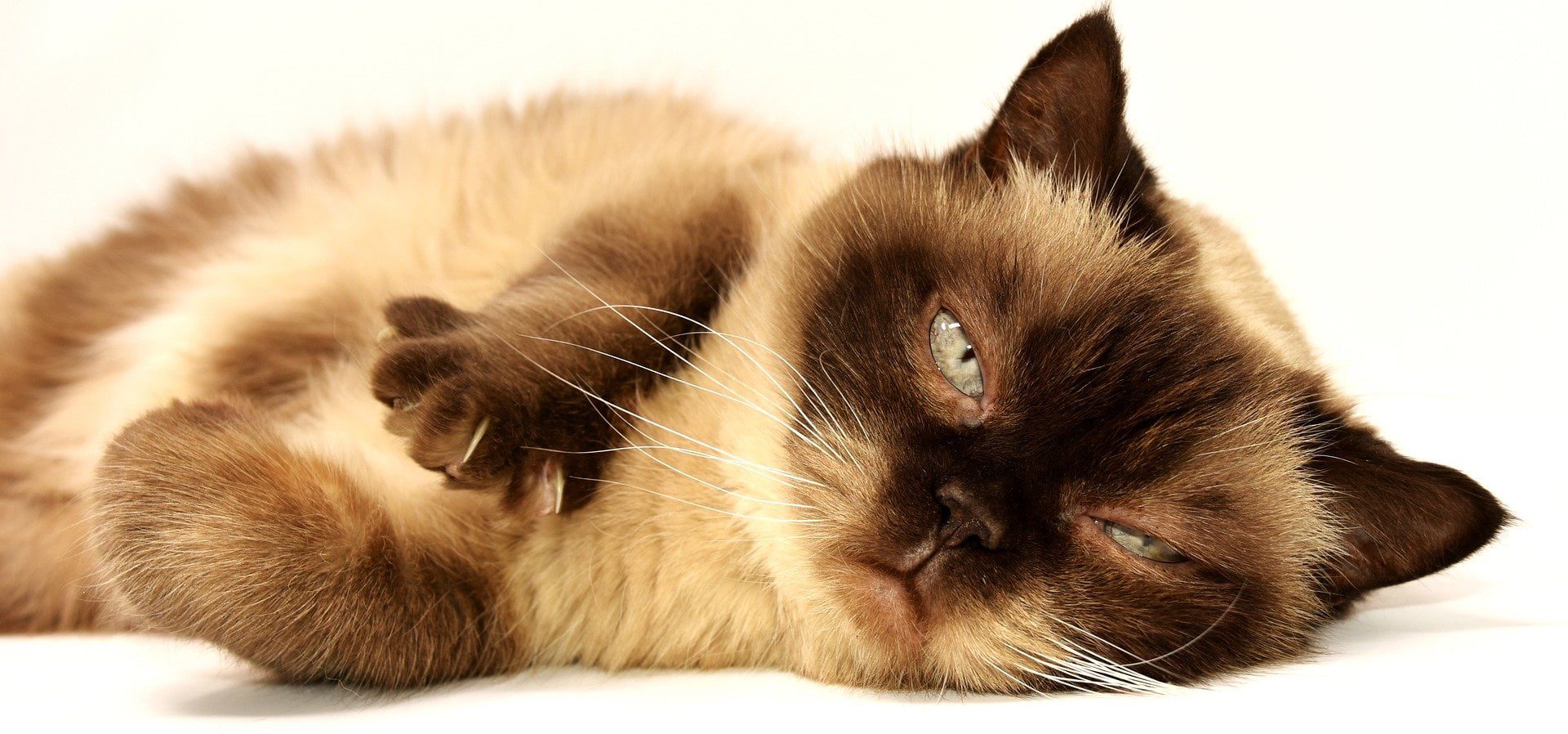 The TL;DR voice-Over Blog, relaxed grumpy cat